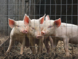 Three piglets