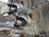 Racoon duo