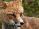 Red fox
