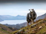 Sheep on mountain