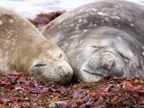Southern elephant seals