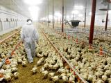 Veterinarian on poultry farm