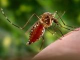 Mosquito