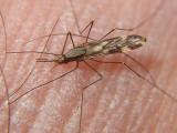 Anopheles mosquito