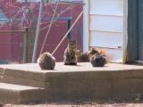 barn cats