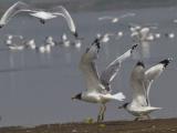 brown headed gulls