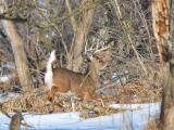 Buck in snow