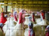 colorful turkeys