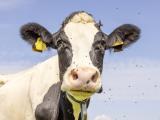 cow and flies