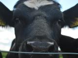 cow close up