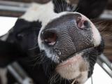 dairy cow snout