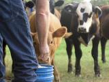 farmer feeding calves
