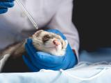 ferret testing