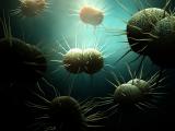 Gonorrhea bacteria illustration