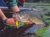 Largemouth bass