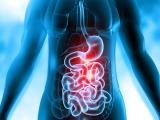 Upper gastrointestinal system illustration