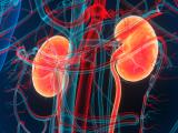 kidneys