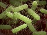 Salmonella bacteria