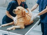 Dog being treated at animal hospital