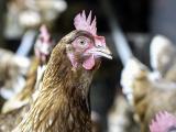 bird flu chicken