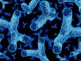 Bifidobacteria illustration