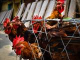 caged poultry