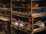 peer reviewed papers on covid 19 mixed market animals