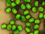 mpox green