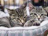 shelter cats