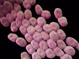 Acinetobacter