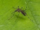 Aedes aegypti mosquito