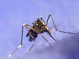 Aedes albopictus mosquito