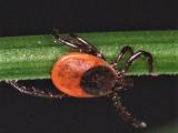 Blacklegged tick Ixodes scapularis