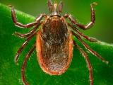 Black-legged tick