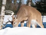 White-tail buck in snow