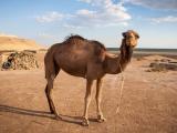 Baby camel