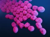 Carbapenem-resistant Acinetobacter