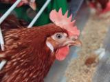 Chickens near a feeder