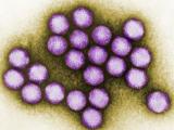 Cluster of adenoviruses