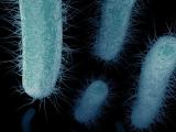 Antibiotic-resistant superbugs