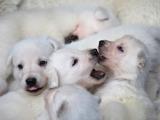 Adorable puppies