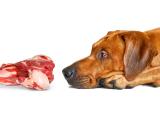 Dog sniffing raw meat bone