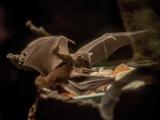 Egyptian fruit bat