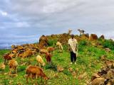 Ethiopian shepherd and flock