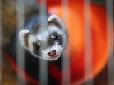 Ferret