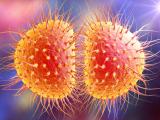 Gonorrhea bacteria