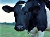Dairy cow