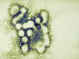 Influenza virus