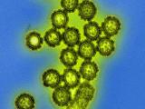 Influenza viruses