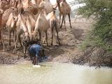 Kenya camels